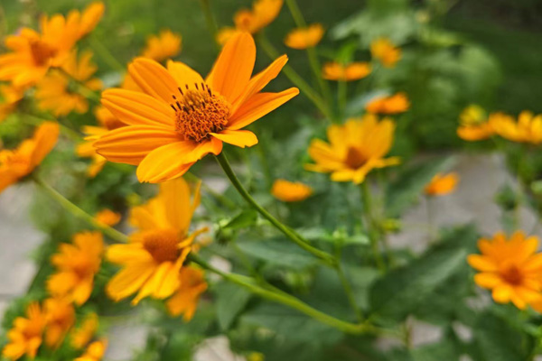 西安制作動畫的步驟